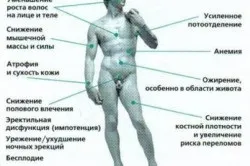 Чоловічі статеві гормони основні функції