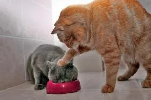 Мутационная мінливість і види мутацій (мутационная) Мутационная мінливість і види мутацій