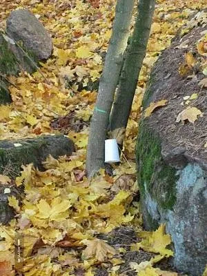 На день до Фінляндії котка