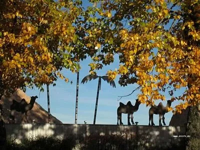 На день до Фінляндії котка