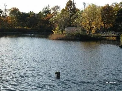 На день до Фінляндії котка