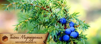 Ялівець застосування в житті і в магії