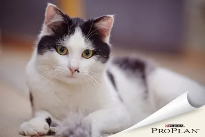 Муркотіння котів мені подобається більше, ніж порожні слова людей 1 (муркотіння) Муркотіння котів мені подобається більше, ніж порожні слова людей 1