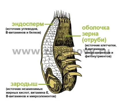Борошно з цільного зерна - особистий сайт Гавриїл і Тетяни Жданова - http (здоровий) Борошно з цільного зерна - особистий сайт Гавриїл і Тетяни Жданова - http
