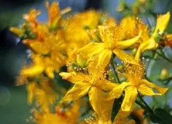 Настоянка звіробою користь і застосування (водного настою після) Настоянка звіробою користь і застосування