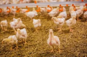 Підлогове і клітинне зміст бройлерів, їх специфічні особливості (вміст різних порід бройлерів) Підлогове і клітинне зміст бройлерів, їх специфічні особливості