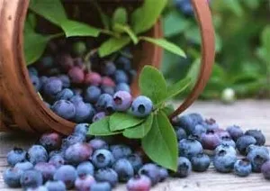 Народні засоби для лікування есенціальної тромбоцітеміі (кошти) Народні засоби для лікування есенціальної тромбоцітеміі