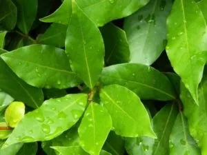 Народні засоби лікування отиту в домашніх умовах (домашніх) Народні засоби лікування отиту в домашніх умовах