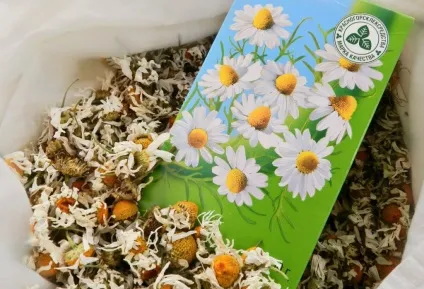Настій, відвар ромашки для кишечника лікування, як пити (настій) Настій, відвар ромашки для кишечника лікування, як пити