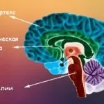 Нейрони головного мозку - будова, класифікація і провідні шляхи (мозку) Нейрони головного мозку - будова, класифікація і провідні шляхи