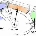 Нейрони головного мозку - будова, класифікація і провідні шляхи (мозку) Нейрони головного мозку - будова, класифікація і провідні шляхи
