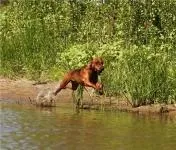 Німецький пінчер фото, опис породи, догляд (німецький) Німецький пінчер фото, опис породи, догляд