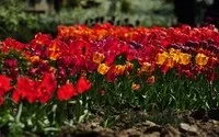 Нікітський ботанічний сад в криму - рослини, квіти, дерева - ціни на квитки