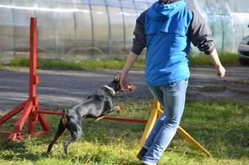 німецький пінчер