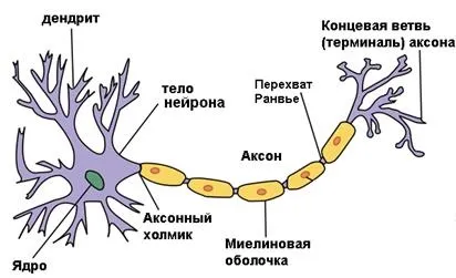 Нейрони головного мозку - будова, класифікація і провідні шляхи (будова) Нейрони головного мозку - будова, класифікація і провідні шляхи