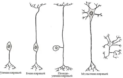 Нейрони головного мозку - будова, класифікація і провідні шляхи (нейрони) Нейрони головного мозку - будова, класифікація і провідні шляхи