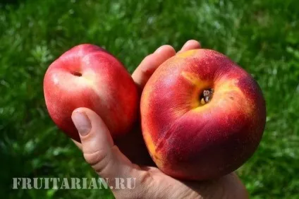 Нектарин - яблучний і сливовий