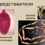 Облігатні і факультативні паразити відміну та приклади у людини (факультативні) Облігатні і факультативні паразити відміну та приклади у людини