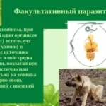 Облігатні і факультативні паразити відміну та приклади у людини (приклади) Облігатні і факультативні паразити відміну та приклади у людини