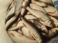 Ну дуже примхливий чебак або нам негаразди не по чому (чебак) Ну дуже примхливий чебак або нам негаразди не по чому