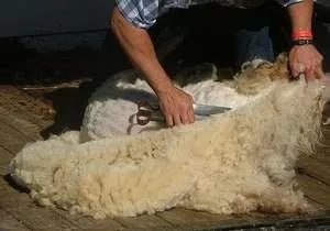 Ножиці для стрижки овець і баранів; використання машинки для стрижки (ножиці) Ножиці для стрижки овець і баранів; використання машинки для стрижки
