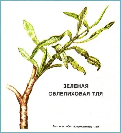 Обліпиха посадка і догляд у відкритому грунті, фото сортів, вирощування і розмноження, хвороби і (догляд) Обліпиха посадка і догляд у відкритому грунті, фото сортів, вирощування і розмноження, хвороби і