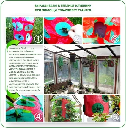 Нова технологія topsy turvy в теплиці вирощуємо вгору корінням! (Нова технологія topsy turvy в теплиці вирощуємо вгору корінням) Нова технологія topsy turvy в теплиці вирощуємо вгору корінням!