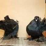 Огляд різнокольорових голубів рудий, чорний, рожевий, жовтий, зелений та інші (рудий) Огляд різнокольорових голубів рудий, чорний, рожевий, жовтий, зелений та інші