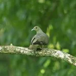 Огляд різнокольорових голубів рудий, чорний, рожевий, жовтий, зелений та інші (зелений) Огляд різнокольорових голубів рудий, чорний, рожевий, жовтий, зелений та інші