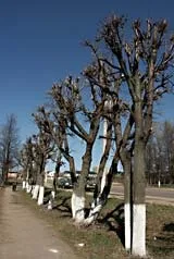 обрізка дерев
