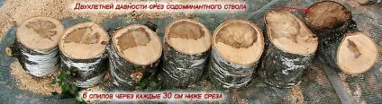 обрізка дерев