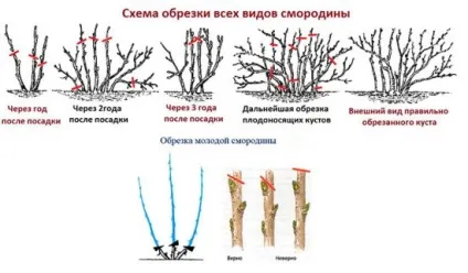 Обрізка смородини восени для початківців поради, фото, схема відео (обрізка порічкових кущів) Обрізка смородини восени для початківців поради, фото, схема відео