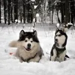 Собака сталіна - фото, характеристика (вистригати шерсть області) Собака сталіна - фото, характеристика