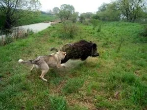 Собака на полюванні на кабана - прекрасний помічник (собака) Собака на полюванні на кабана - прекрасний помічник