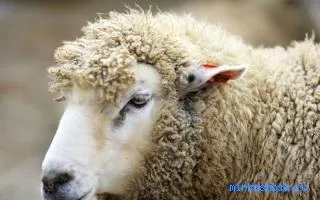 Сонник вівця, тлумачення сну вівця, до чого сниться і що означає сон, в якому наснилося вівця (вівця) Сонник вівця, тлумачення сну вівця, до чого сниться і що означає сон, в якому наснилося вівця