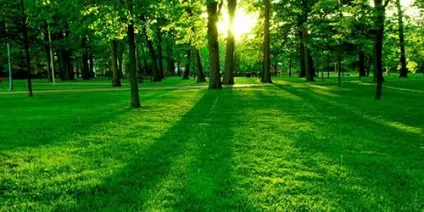 Сонник зелені дерева до чого сниться зелені дерева уві сні