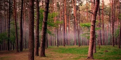 Сонник сосна до чого сниться сосна уві сні