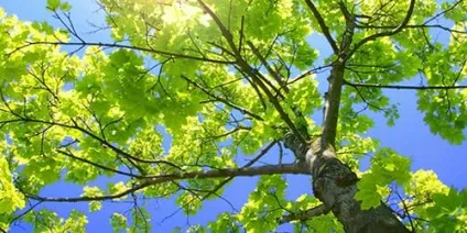 Сонник зелені дерева до чого сниться зелені дерева уві сні