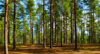 Сонник приснилася сосна уві сні до чого сниться сосна (сонник) Сонник приснилася сосна уві сні до чого сниться сосна