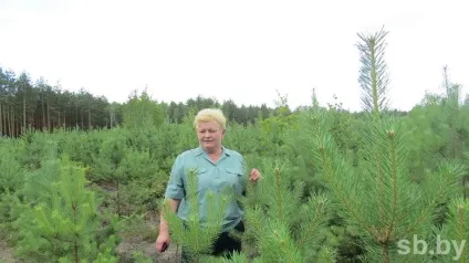 Сосна біля будинку