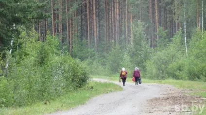 Сосна біля будинку