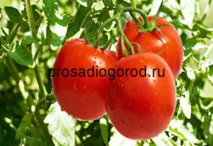 Сорт помідор загадка опис і характеристика томата, вирощування і догляд, фото і відео (характеристика) Сорт помідор загадка опис і характеристика томата, вирощування і догляд, фото і відео