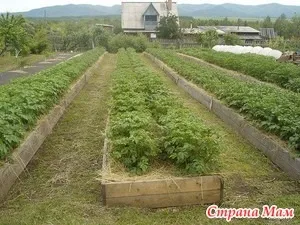 Город для ледачих - сад, город - країна мам