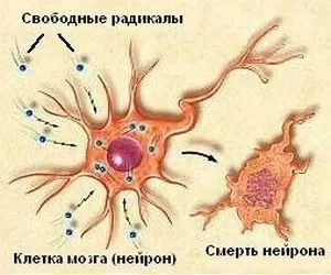 Окислювальний стрес патологічні стани і захворювання, які він провокує, біохімія (окислювальний) Окислювальний стрес патологічні стани і захворювання, які він провокує, біохімія