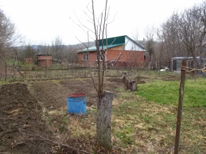 Омолоджуюча обрізка плодових дерев, фотозвіт, садимо сад (обрізка) Омолоджуюча обрізка плодових дерев, фотозвіт, садимо сад