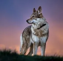 Обережно, злий пес