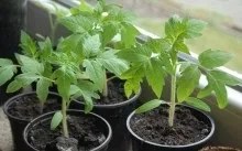 Гострий перець вогник фото, вирощування і догляд на підвіконні і у відкритому грунті (гострий) Гострий перець вогник фото, вирощування і догляд на підвіконні і у відкритому грунті