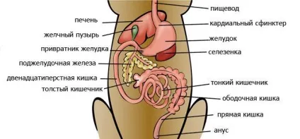 Особливості травної системи собаки (особливо травної системи) Особливості травної системи собаки