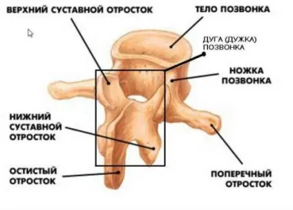 Остистийвідросток хребця хребта і його перелом (шийного та ін (перелом) Остистийвідросток хребця хребта і його перелом (шийного та ін