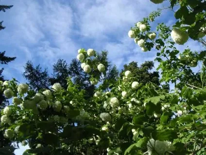 Особливості вирощування калини бульденеж (особливості) Особливості вирощування калини бульденеж